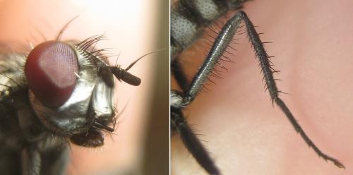 Réf. 301 811 : Eustalomyia histrio